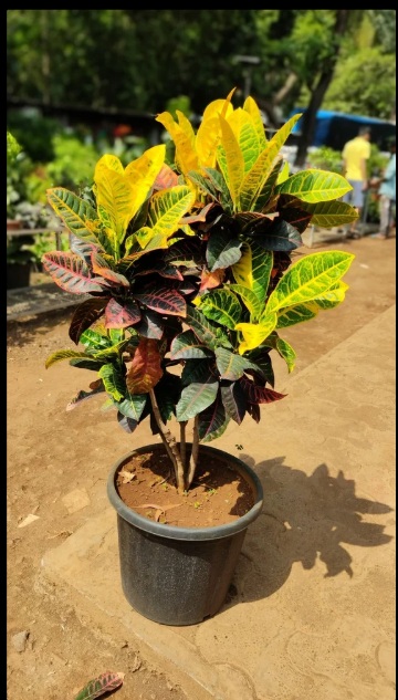 Indoor Plant